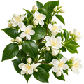 Neroli