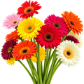Flores