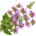 Salvia