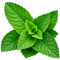 Menta