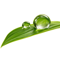 Acordes Verdes