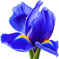 Iris