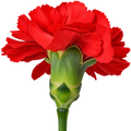 Clavel