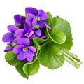 Hojas De Violeta