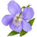 Violeta