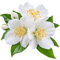 Flores Blancas