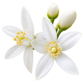 Flor De Azahar